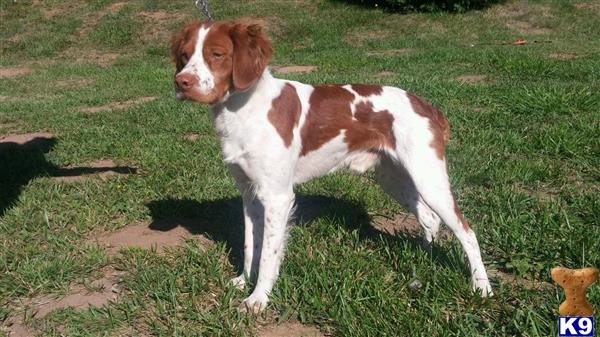 KR Kennels Picture 2